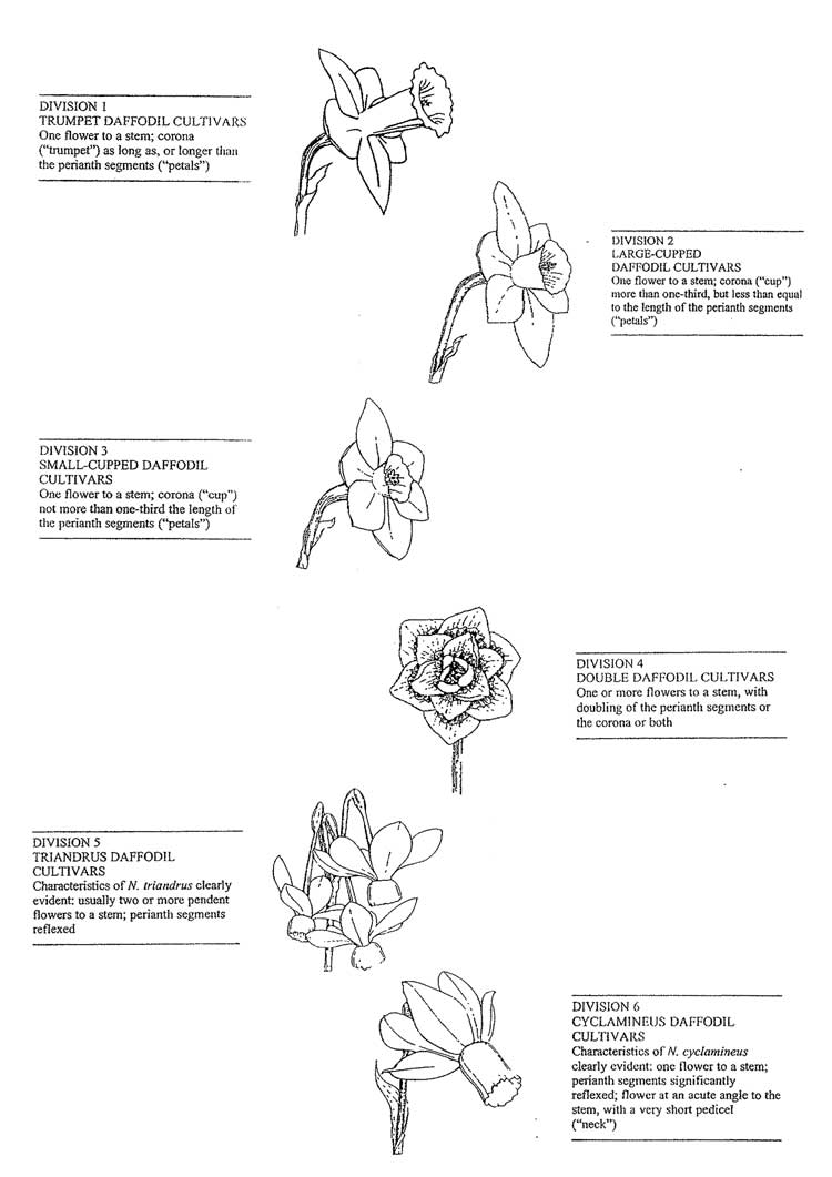 Daffodils Diagram of classification of daffodils