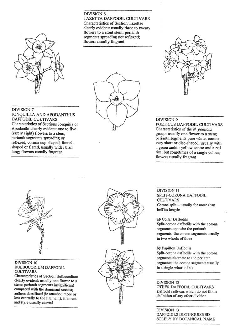 Daffodils Diagram of classification of daffodils