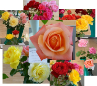 Picture of Roses